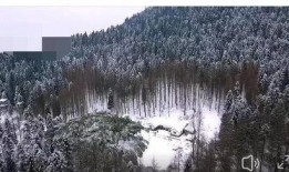 天鹅林场最新爆料信息,揭秘背后惊人真相